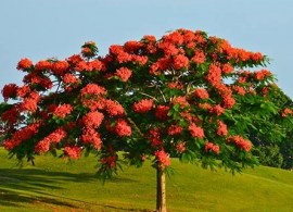 royal-poinciana-tree-2-450w - kopiya